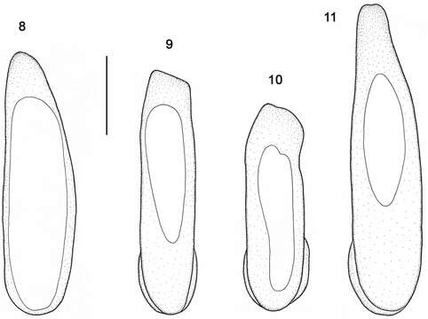 Image of Orthomus (Orthomus) velocissimus (Waltl 1835)