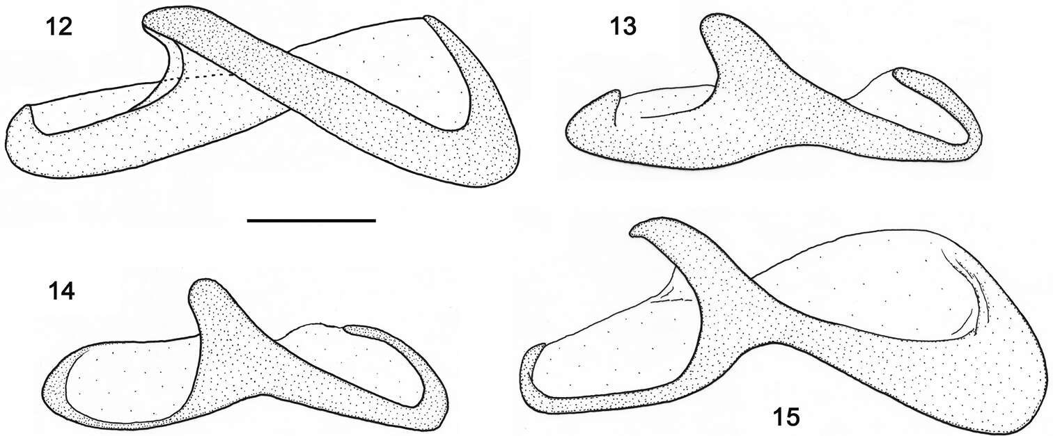 Image of Orthomus (Orthomus) velocissimus (Waltl 1835)