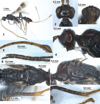 Image of Spathius mexicanus Belokobylskij & Zaldívar-Riverón