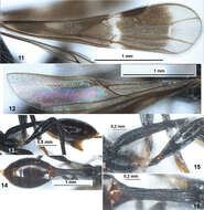 Image of Spathius mexicanus Belokobylskij & Zaldívar-Riverón