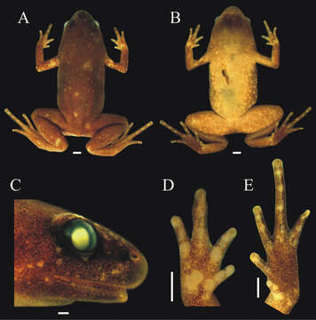 Image of Humming Frogs