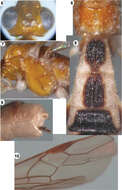 Imagem de <i>Iporhogas albilateralis</i> Long 2014