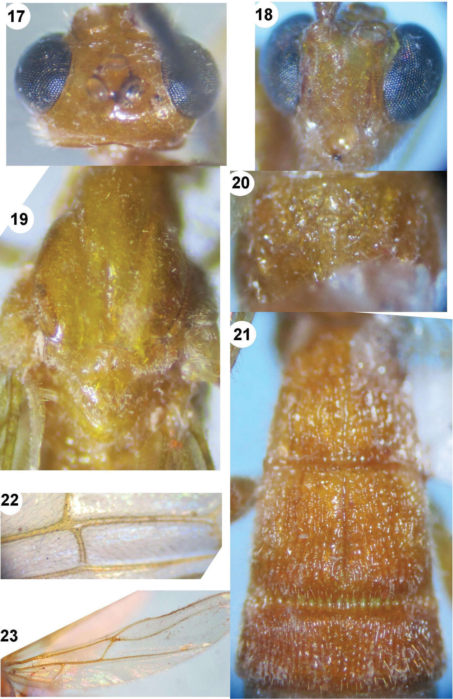 Image of Iporhogas simulatus Long 2014