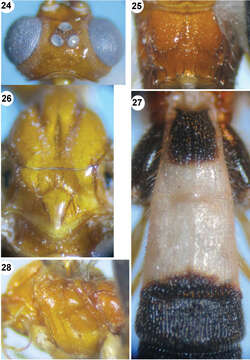 Image of <i>Iporhogas tricoloratus</i> Long 2014