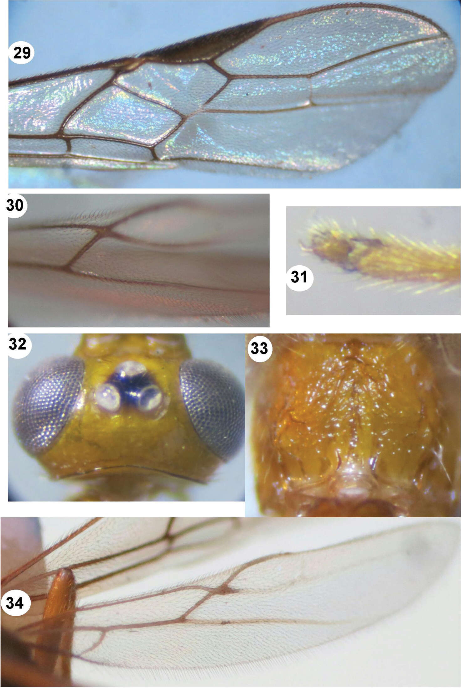 Image of <i>Iporhogas tricoloratus</i> Long 2014