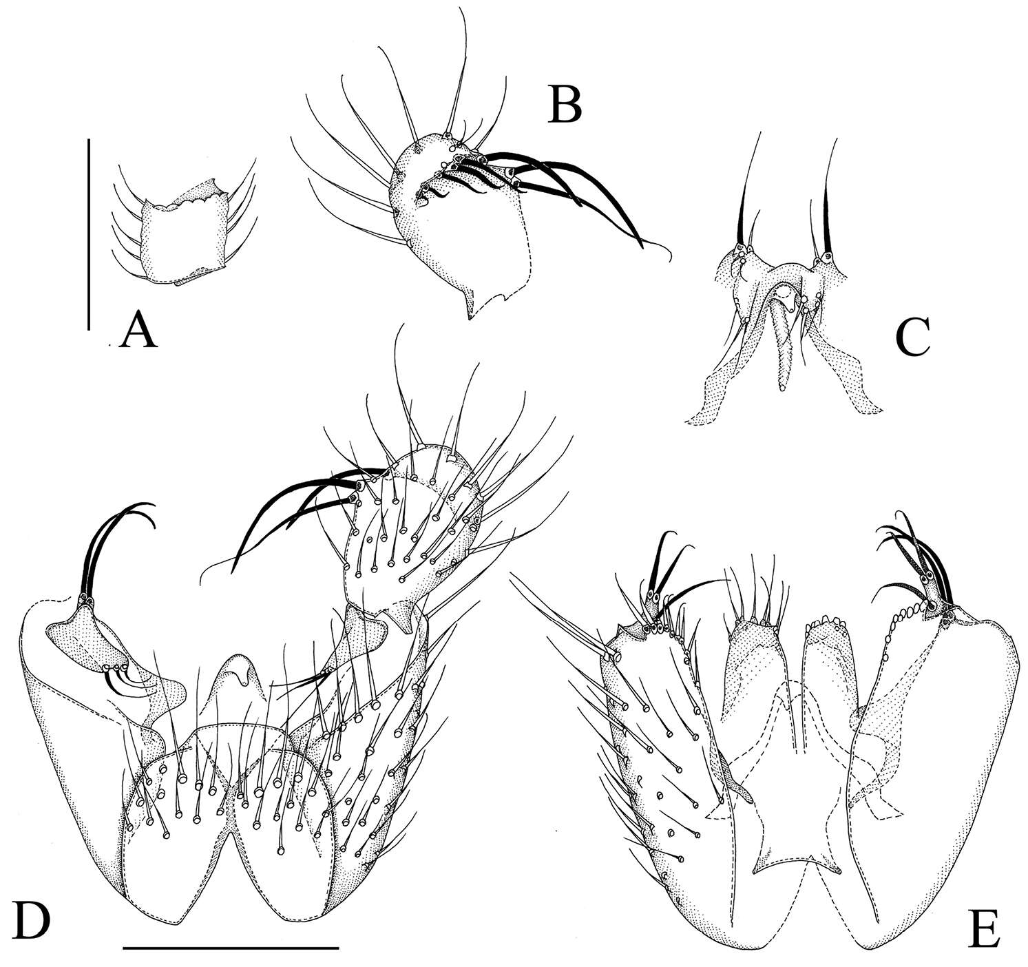 Image of Manota megachaeta Ševčík, Hippa & Wahab 2014