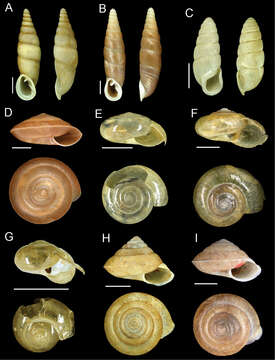 Image de Streptaxoidea J. E. Gray 1860