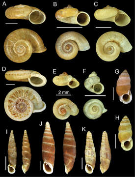 صورة Cyclophoroidea