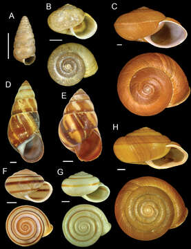 Image of Nesiohelix Kuroda & Emura 1943