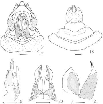 Image of Dictyotenguna