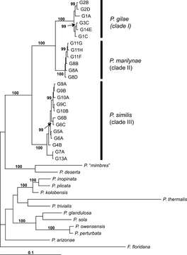 Image of <i>Pyrgulopsis marilynae</i>