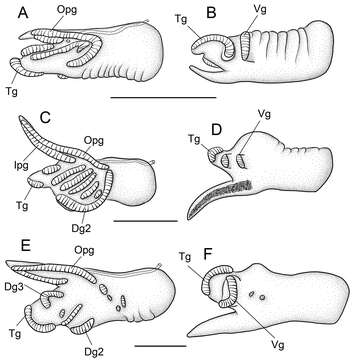 Image of <i>Pyrgulopsis similis</i>