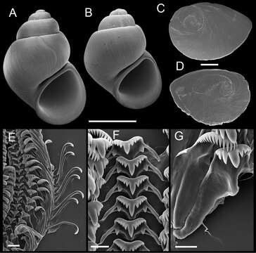 Image of <i>Pyrgulopsis similis</i>