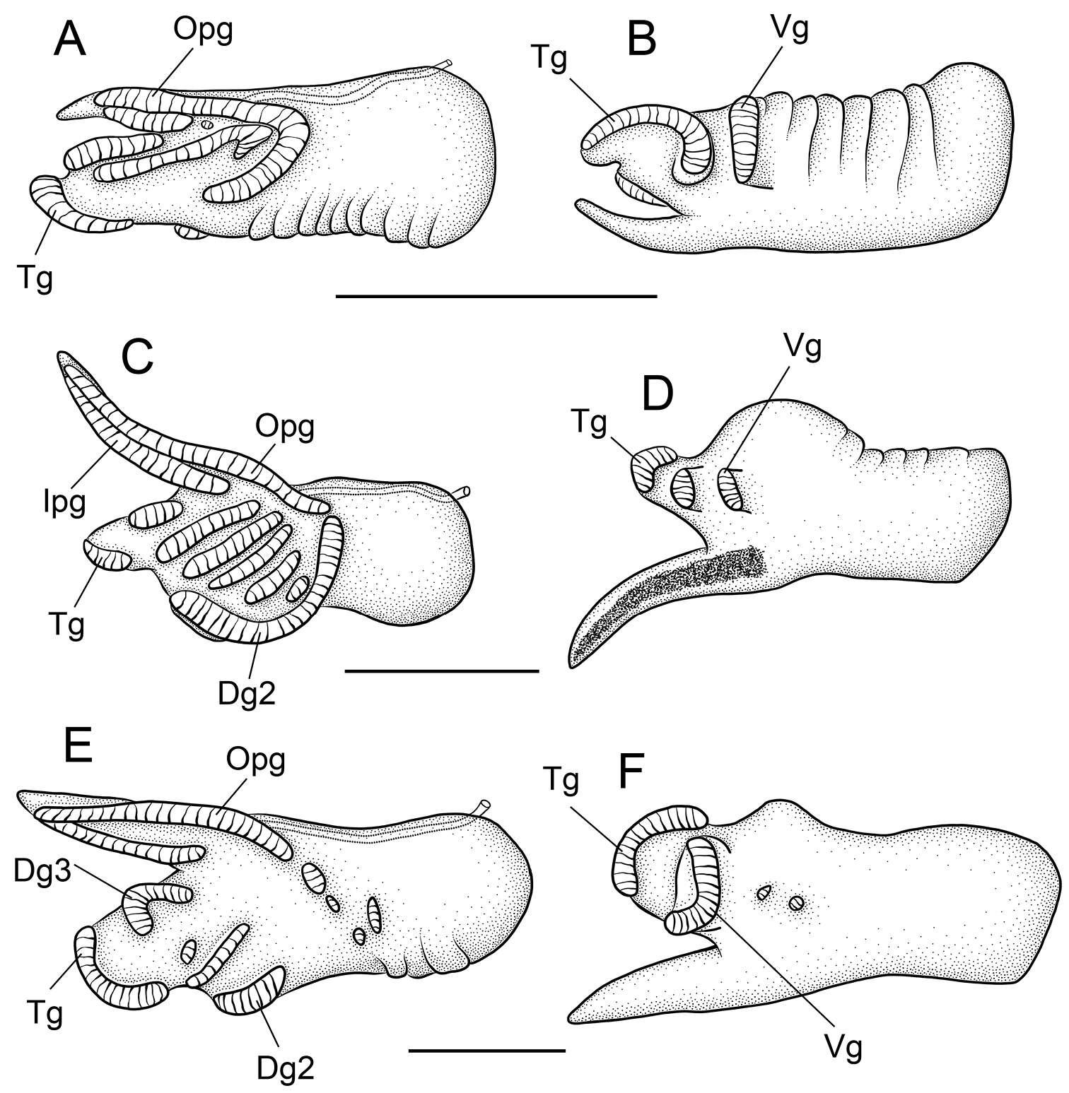 Image of Pyrgulopsis gilae (Taylor 1987)