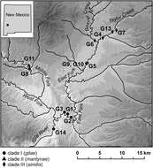 Image of Pyrgulopsis gilae (Taylor 1987)