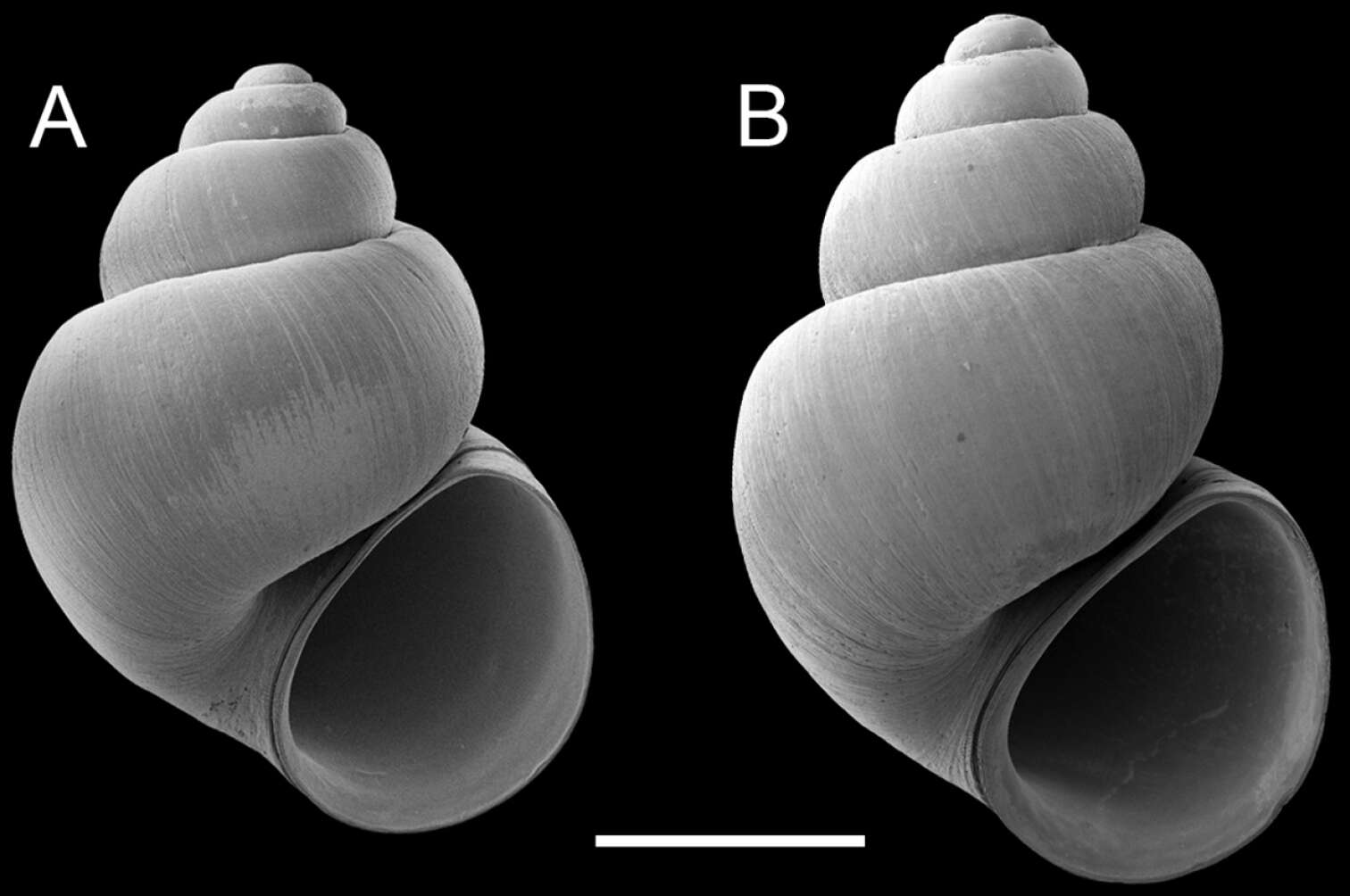 Image of Pyrgulopsis gilae (Taylor 1987)