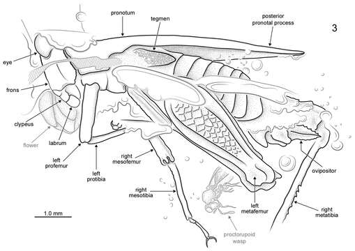 Image of Electrotettix