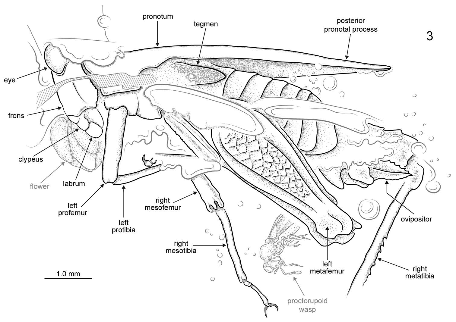 Image of Electrotettix