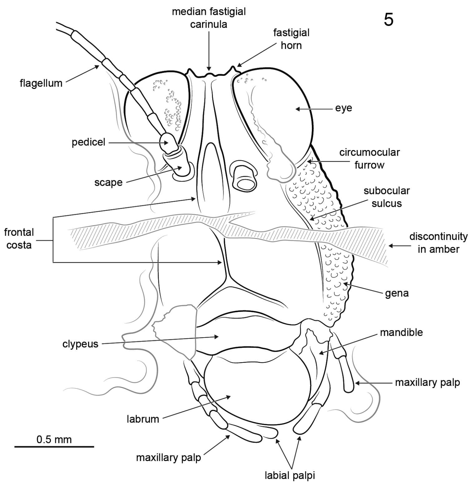 Image of Electrotettix