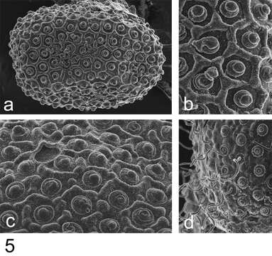 Image of Rhithrogeniella