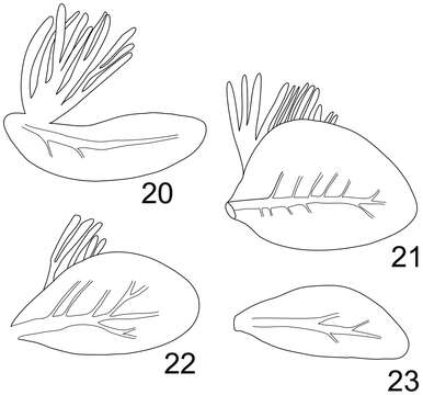 Image of Rhithrogeniella