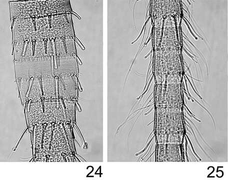 Image of Rhithrogeniella