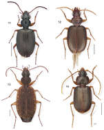 Image of Euphorticus