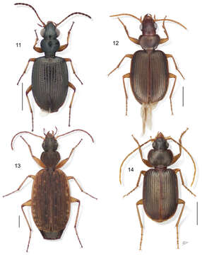 Слика од Euphorticus