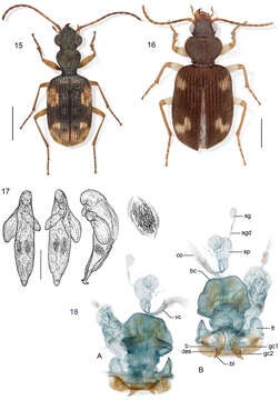 Image of Lachnophorus