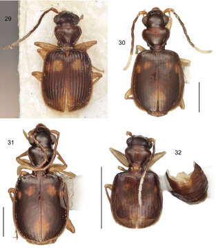 Lebiinae resmi