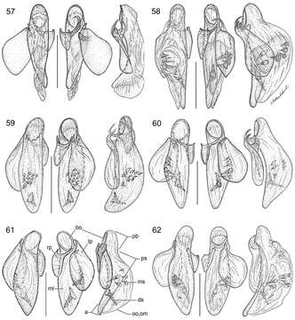 Image of Asklepia geminata (Bates 1871)