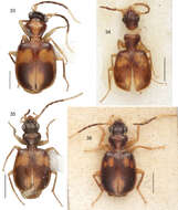 Asklepia grammechrysea Zamorano & Erwin 2014的圖片