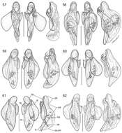 Asklepia grammechrysea Zamorano & Erwin 2014的圖片