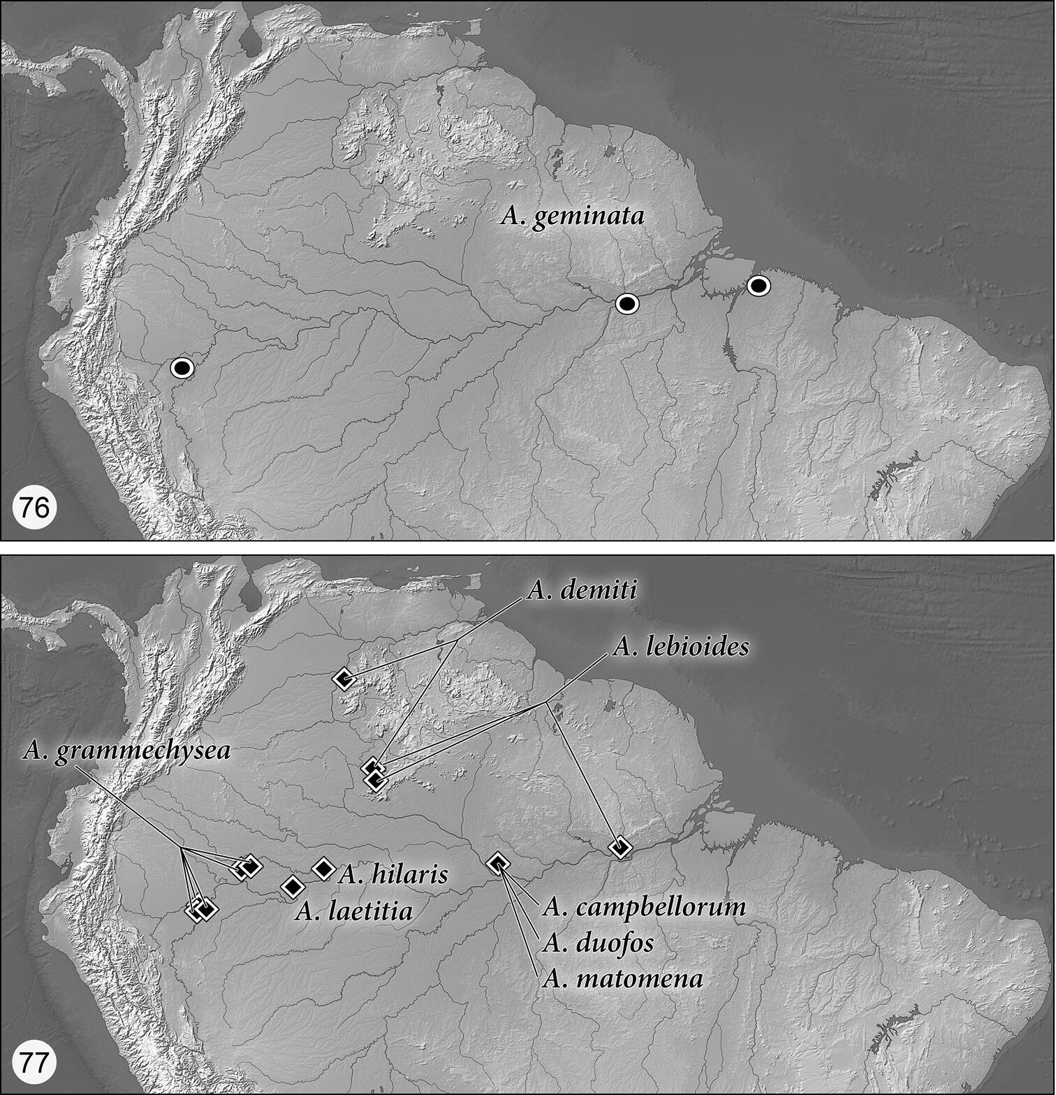 Asklepia grammechrysea Zamorano & Erwin 2014的圖片