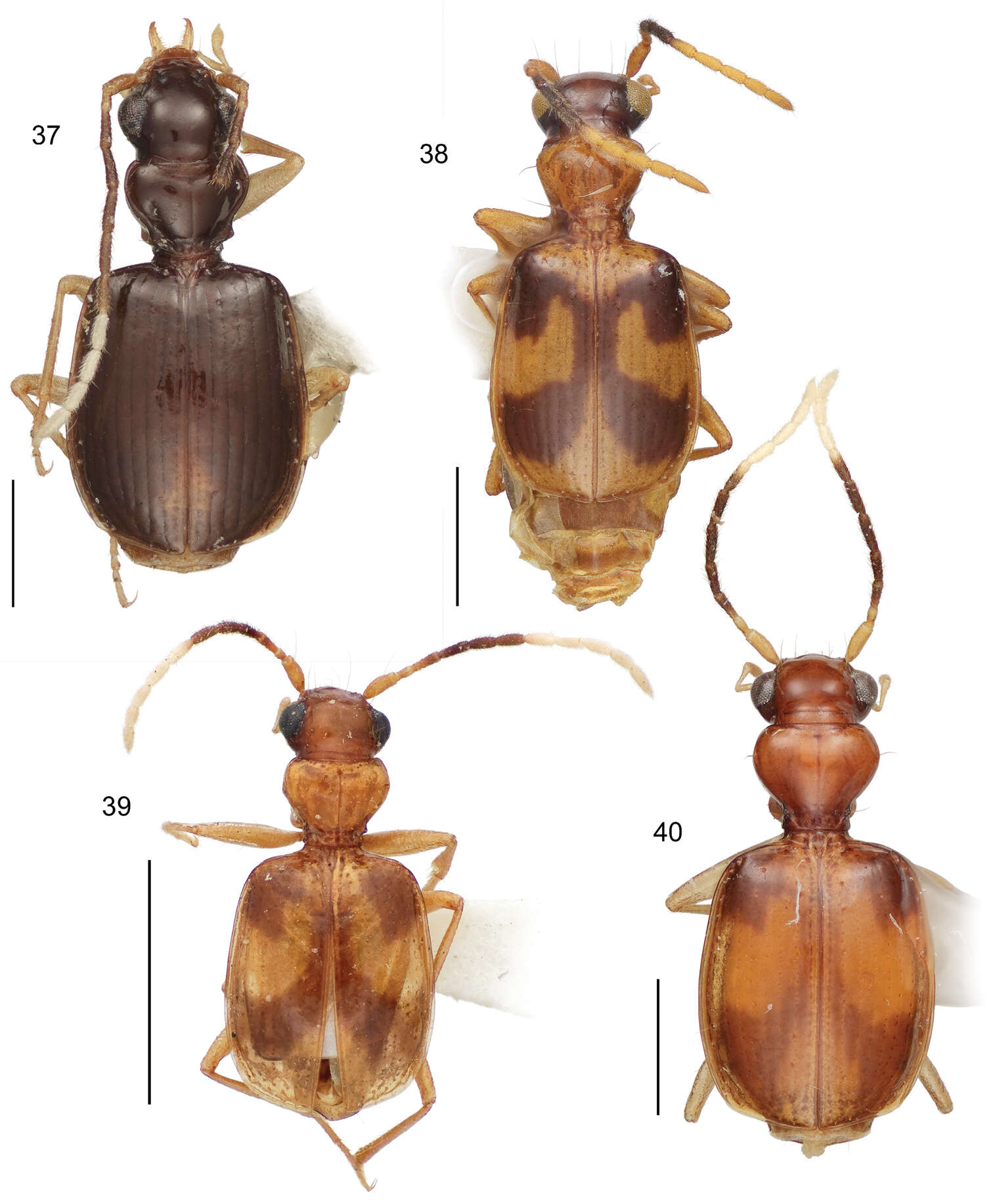 Image of Asklepia asuncionensis Erwin & Zamorano 2014