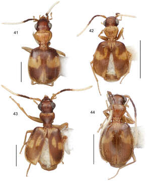 Image of Asklepia bracheia Zamorano & Erwin 2014