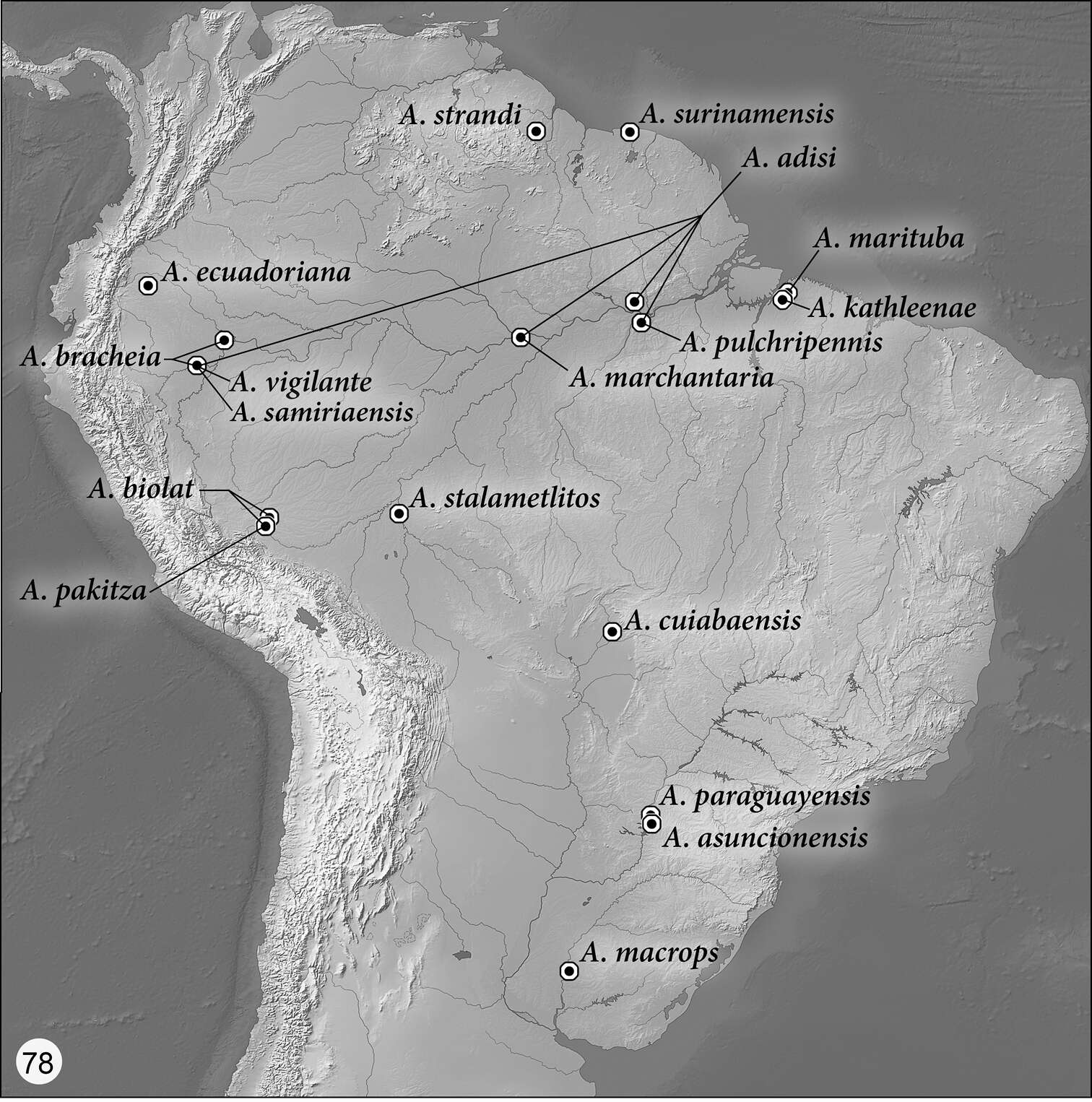 Asklepia ecuadoriana Erwin & Zamorano 2014的圖片