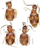 Asklepia macrops Erwin & Zamorano 2014的圖片