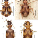 Image of Asklepia paraguayensis Zamorano & Erwin 2014