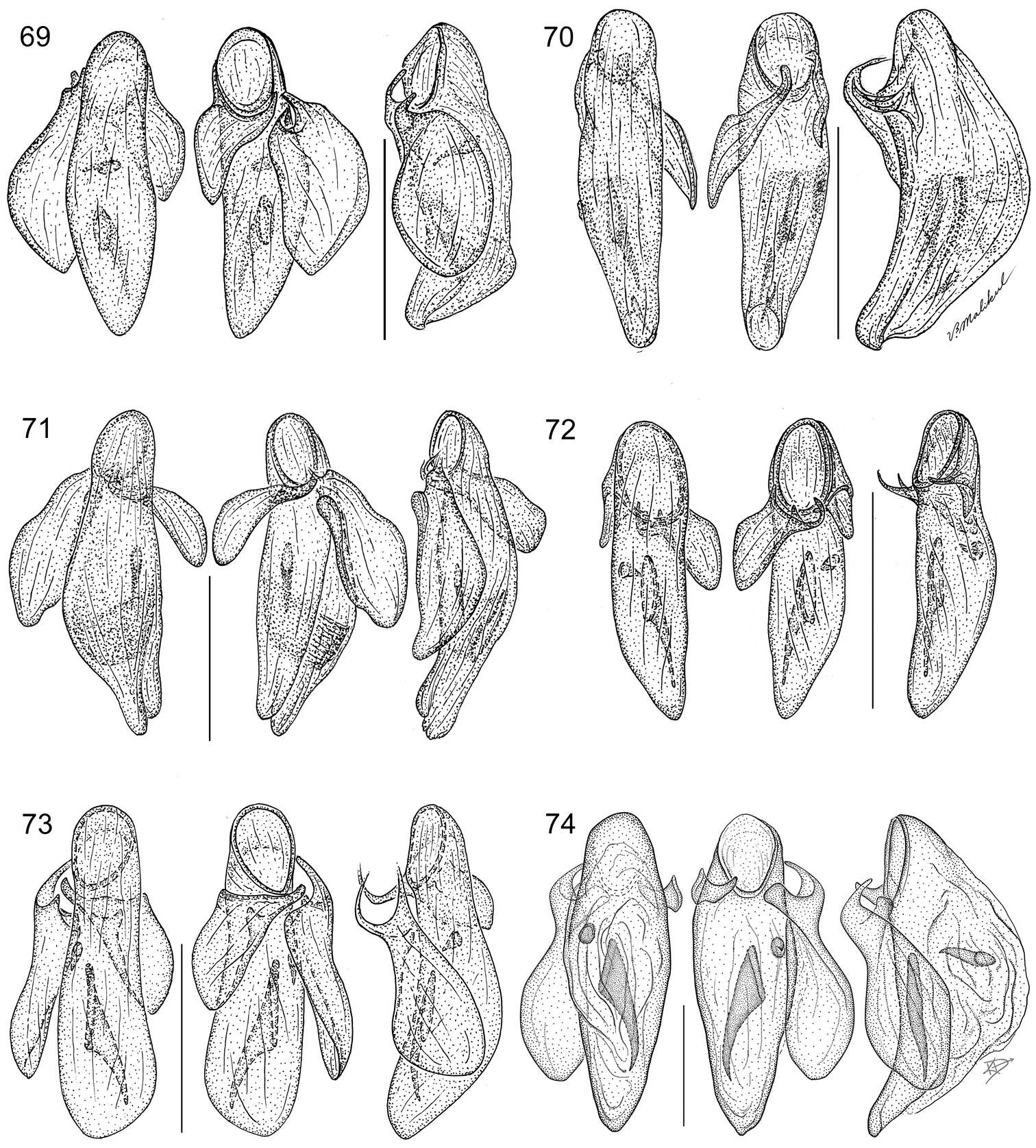 Image of Asklepia paraguayensis Zamorano & Erwin 2014