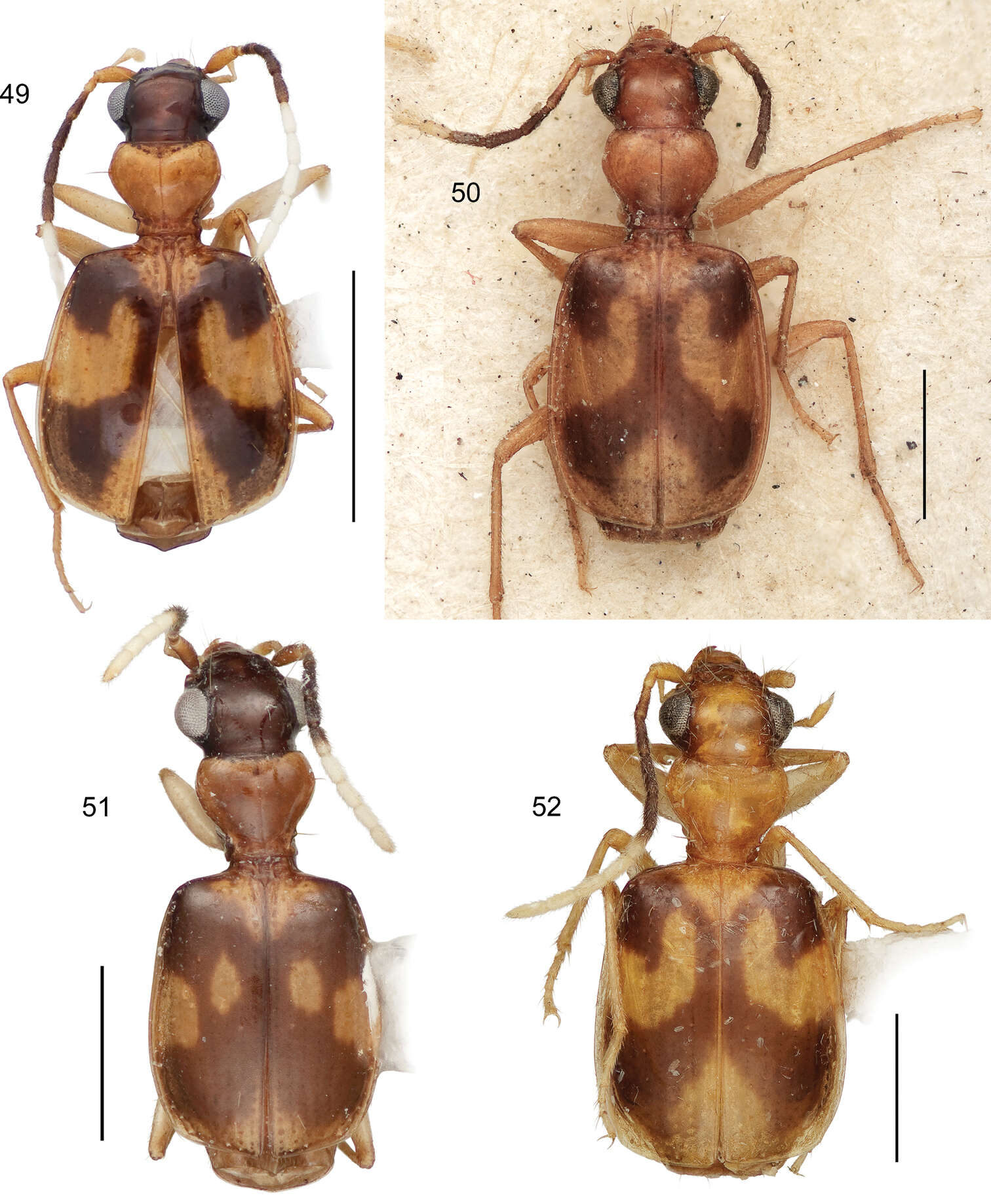 Image of Asklepia samiriaensis Zamorano & Erwin 2014