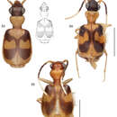 Image of Asklepia surinamensis Zamorano & Erwin 2014