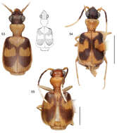 Image of Asklepia surinamensis Zamorano & Erwin 2014