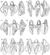 Image of Asklepia surinamensis Zamorano & Erwin 2014