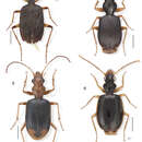Image of Anchonoderus