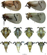 Image of flatid planthoppers