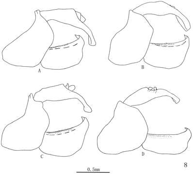 Image of Cerynia
