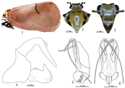 Image of Cerynia lineola Melichar 1901