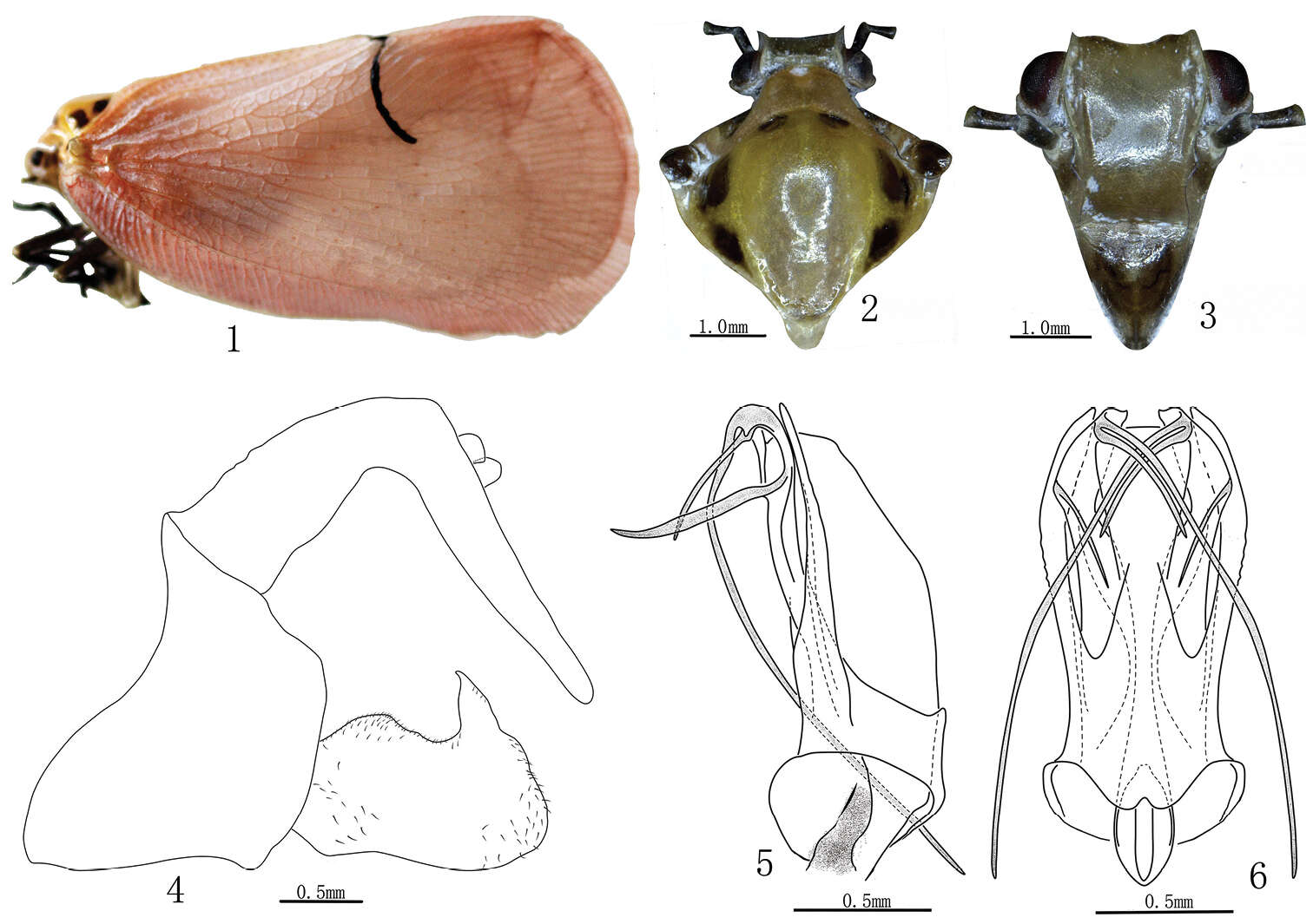 Image of Cerynia lineola Melichar 1901