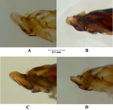 Image of Melanostoma